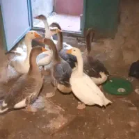 غازای طبیعی وکرچ شو|حیوانات مزرعه|مشگین شهر, |دیوار