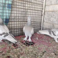 ماده سوسنی بزن|پرنده|شیراز, سعدیه شمالی|دیوار