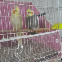 عروس هلندی گمشده