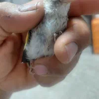 سهره چونه مهر ناخن سفید ایرانی
