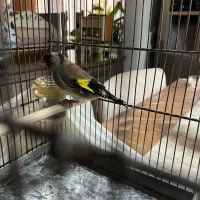 ۲عدد سهره نر و‌ماده