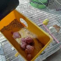 مرغ عشق  بازی تا جوجه معاوضه  با قناری