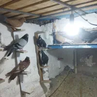 نر سوراخ