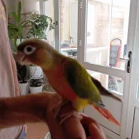 گرینچیک دونخور دستی|پرنده|عسگران, |دیوار