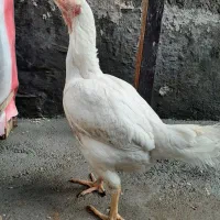 مرغ لاری اصیل