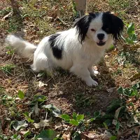 سگ بفروش می‌رسد