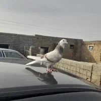 کبوتر ابلاغ جوجه