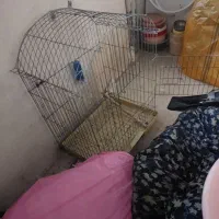 قفس طوطی|لوازم جانبی حیوانات|کرج, منطقه ویژه اقتصادی پیام|دیوار