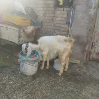 دوتابزنر نجدی لری