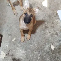 1 جفت توله ژرمن شپرد 3ماهه|سگ|هندیجان, |دیوار