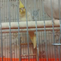 جفت عروس هلندی مست و آماده|پرنده|ری, فیروزآبادی|دیوار