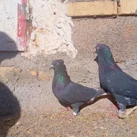 کفتر زاغ دوم سفید|پرنده|پائین جام, |دیوار