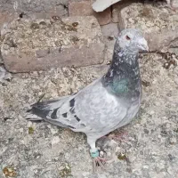 هفرنگ کوهی  سرخ هفرنگ ماده