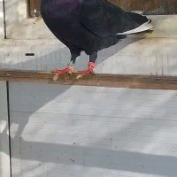 زاغ کله ماستی