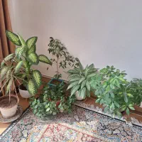 گل های طبیعی وزیبا