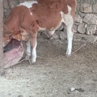 گاو