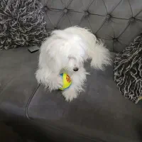 سگ اشپیتز تریر