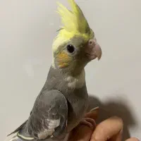 عروس هلندی دستی|پرنده|کرج, باغستان|دیوار