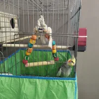 عروس هلندی نر|پرنده|چهارباغ, |دیوار