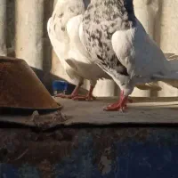 کبوتر|پرنده|شوشتر, |دیوار