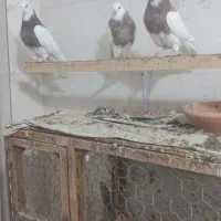 کبوتر طوقی|پرنده|کاشمر, |دیوار