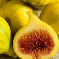 پیش‌فروش نهال انجیر عسلی شناسه دار|خدمات باغبانی و درختکاری|آبیک, |دیوار