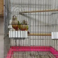 جفت گرینچیک مولد کارداده