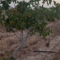 فروس زمین پسته