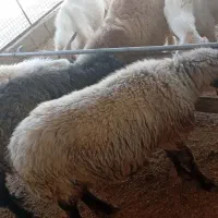 میش ابستن کهره چپش نر|حیوانات مزرعه|شیراز, وزیرآباد|دیوار