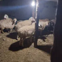 گوسفند داشتی جوان