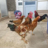 خروس محلی|حیوانات مزرعه|اسفراین, |دیوار