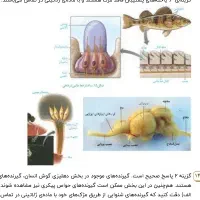یه همراه برای خوندن امتحانات نهایی دوازدهم
