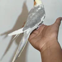 عروس هلندی دوکت دورگه ماده رنگ خاص اصیل قفس