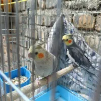 عروس هلندی مولد با جوجه