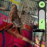 سهره قناری مست|پرنده|جهرم, |دیوار