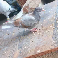 جوجه نردم سفید