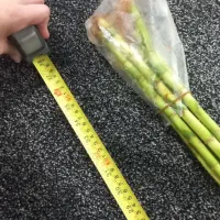 انواع بامبو پاچیرا گیاه پول و بنسای جنسینگ|گل و گیاه طبیعی|آبادان, |دیوار