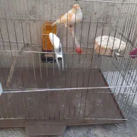 قناری نر مست|پرنده|دینور, |دیوار