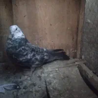 کبوتر کفتر