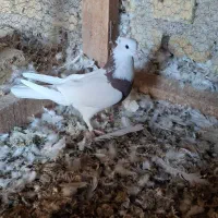 کبوتر طوقی و دوکت