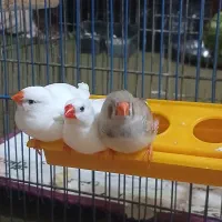 قناری نر خاکستری و یک جفت فنچ نرماده