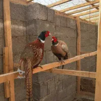 مرغ وخروس امریکایی|پرنده|بانه, |دیوار