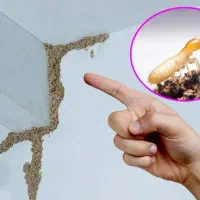 خدمات سمپاشی و مبازه با آفات خانگی