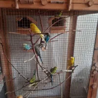 مرغ عشق مولد و جوان