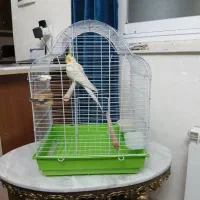 قفس پرنده بزرگ درحد نوو تمیز