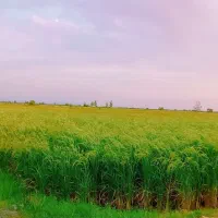 4000-متر-زمین-شالیزاری-در-محدوده-پنبه-چوله-ساری