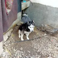 حرف گوش کن اسکی درجه یک