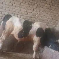 گوساله نرپرواری جهت فروش