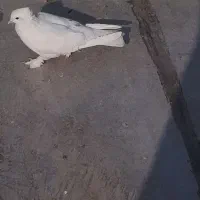 کفتر پرشی خوب کالی پاپر