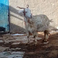 ۱عدد بز جوان|حیوانات مزرعه|اردبیل, |دیوار